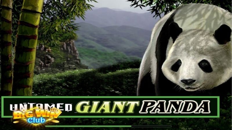 panda slot machine big win